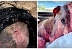 Puppy Victimized & Entombed In Sand Found Alive, Officers Appeal To Witnesses