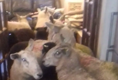 Overachieving Sheepdog Lures Friends Into The House For Breakfast