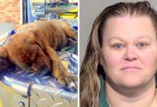 She Allegedly Left Puppies In Hot Sun Without Water, One Pup Dead & Rest Critical