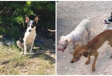 21 Healthy Dogs Dumped On Interstate Within 72 Hours, Rescue Needs Help
