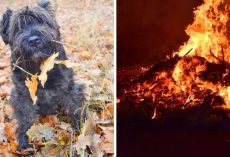 Abusers Chase Dog With Fireworks, Mercilessly Set Him On Fire & Burn Him Alive