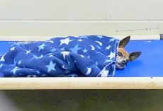 Old Dog Moved To Shelter After Owner’s Death, Tucks Himself & Cries To Sleep Daily