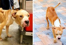 Owner Starves Dog For Months, Then Dumps Him At Shelter Doorstep And Takes Off