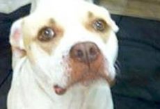 Stray Pit Walks Up To A Woman Because She Wanted Someone To Look Into Her Mouth