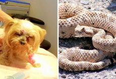 Rattlesnake Bites Tiny Yorkie In The Face, But Brave Dog Doesn’t Give Up Just Yet