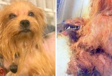 Owner Leaves 2 Dogs Locked In Crate In Hot Sun, One Dog Dies & Other Critical