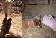 He Lost His Mom At 9 Days Old, Finds A Rescue Dog Who Won’t Let Him Sleep Alone