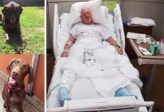 In Broad Daylight, Thief Steals Truck With Beloved Dog Inside And Doomed The Pup