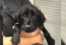 This Pup Is Set To Be Put Down As She Fails To Get Adopted Due To Her Coat Color