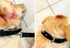 Dog On Deathbed After Severe Assault & Beating, $10000 Reward For Info On Abuser