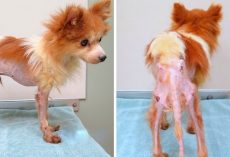 Dog Sealed In Dirty Cage After Extreme Abuse & Neglect, $500 Reward For Any Tips