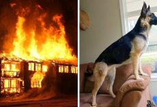 Fire Breaks Out In Dead Of The Night, Brave Rescue Dog Risks Life To Save Family