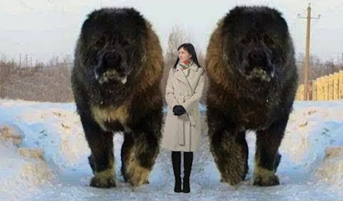 largest mastiff on record