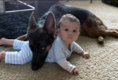German Shepherds Protect Babies and Kids Compilation – The Best Protection Dogs