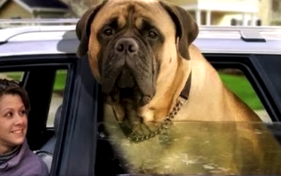 largest mastiff on record