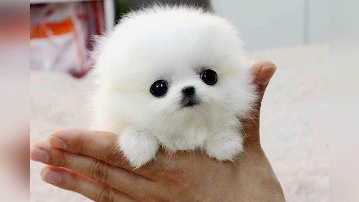 10 smallest dog breeds