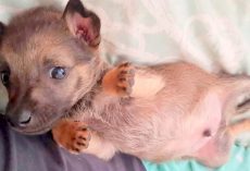 6-Week-Old Puppy Rescued From Kids Throwing Rocks at Him