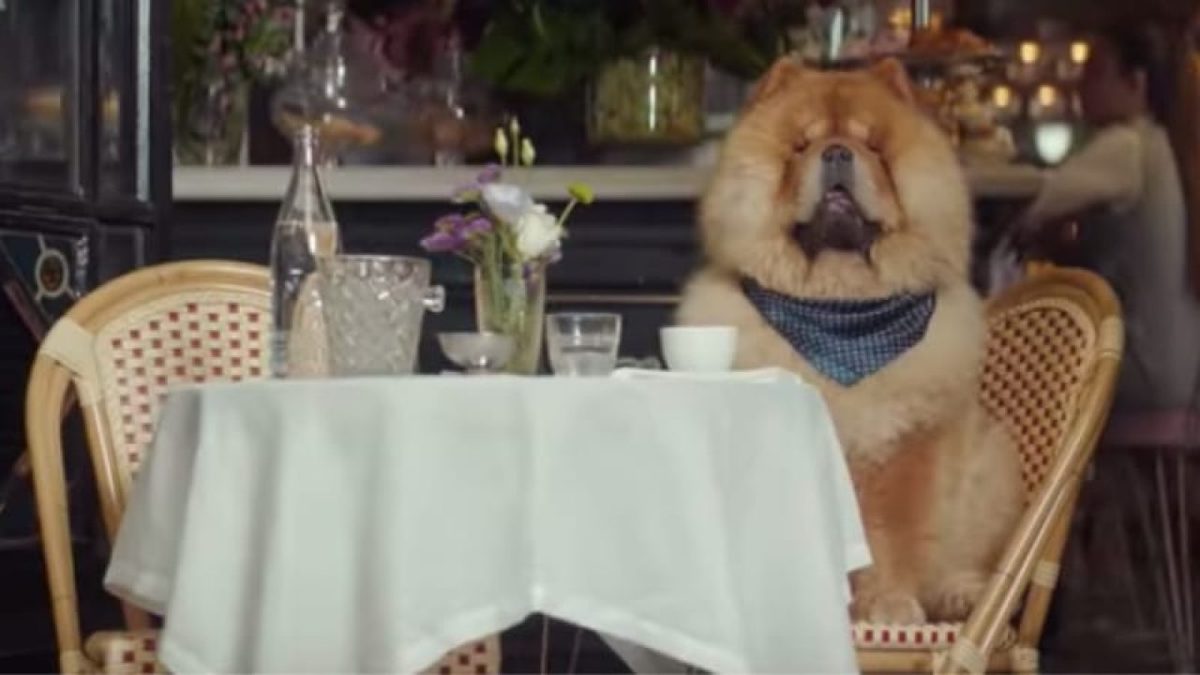 what kind of dog is in the etrade commercial