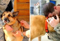 Air Force Is Desperately Looking For People To Adopt Some Of The Retired Military Working Dogs