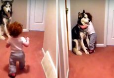 Baby Scared Of Vacuum Runs To Dog For Protection