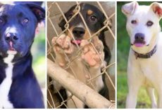 No Kill Animal Shelter Desperately Looking For People To Adopt Dogs About To Be Euthanized
