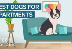 Best Dog Breeds For Apartment Living