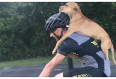 Injured Stray Puppy Hitches Ride Into Town On Passing Cyclist’s Back
