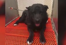 Dog Used For Target Practice Found With An Arrow Sticking Out Of His Neck