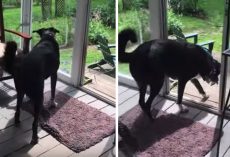 Dog Gently Catches And Releases Bird Trapped On The Porch