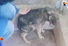 Dog Cries Every Time He’s Touched — Until He Meets This Woman
