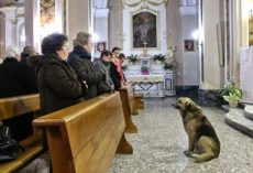 The Story Of This Dog Attending Church Every Day On His Own And The Reason Why Is Simply Amazing