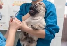 Dramatic Pug Dog Screams In TERROR At Vet While Getting Nails Clipped
