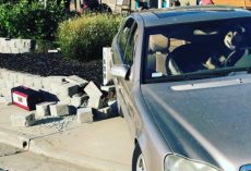 Impatient Dog Left In Car Alone Takes The Vehicle For A Spin