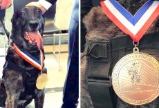 Four Military K-9s Receive K-9 Medal Of Courage, The Highest Honor For Military Dogs