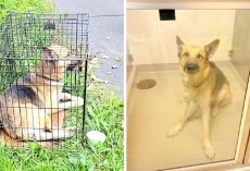 Dog Found Abandoned In Crate In Scorching Hot Sun Left To Die Without Food Or Water