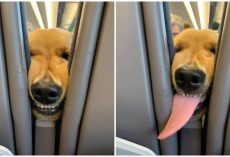 Golden Retriever Puppy Entertains Passengers On Long Flight With Silly Antics
