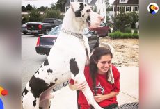 Great Dane Pouts Until Mom Gives Him A Morning Hug