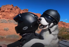 Dog Rides A Motorcycle With His Dad Through All 50 States