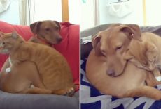 Hidden Camera Catches Cat Comforting Anxious Dog While Family’s Away