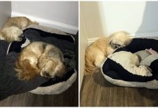 It’s Been A Year Since His Brother Died, Yet Pup Still Misses Him And Can’t Shake Old Habits