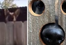 Neighbor’s Dog’s Constantly Jumping To Peek Over Fence. Neighbors Help Out In The Most Creative Way