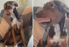 Grandma Searches All Over For Dentures, Smiling Dog Had Them All Along