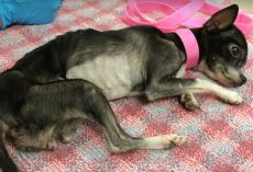 Dog’s Owner Refuses Treatment And Sneaks Her Out Of Hospital Against Their Advice