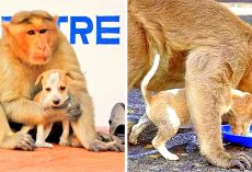 Monkey Adopts Stray Puppy And Protects It From Danger