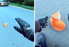 Quick-Thinking Motorcyclist Saves Tiny Kitten From Getting Run Over On Busy Freeway