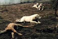 Man Sees Family Of Dogs Standing Guard Over Fawn Killed In Wildfire