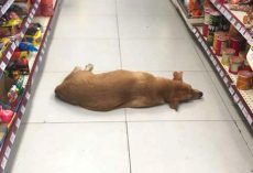 Store Opens Its Doors And Takes In Stray Dog During Heat Wave