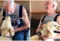 ‘I feel alive inside again’: Service Dog Helps Vietnam Veteran Deal with PTSD