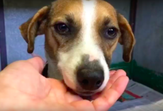 Dog About To Be Put Down Wagged Her Tail So Hard That Vet Put The Syringe Down