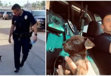 A Teeny Tiny Puppy Joins LAPD As The Newest Member After Being Rescued By Officers